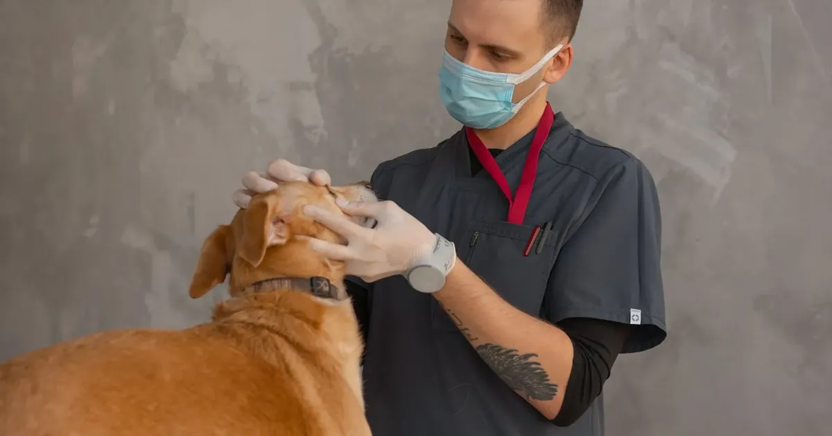Veterinář prohlíží psa